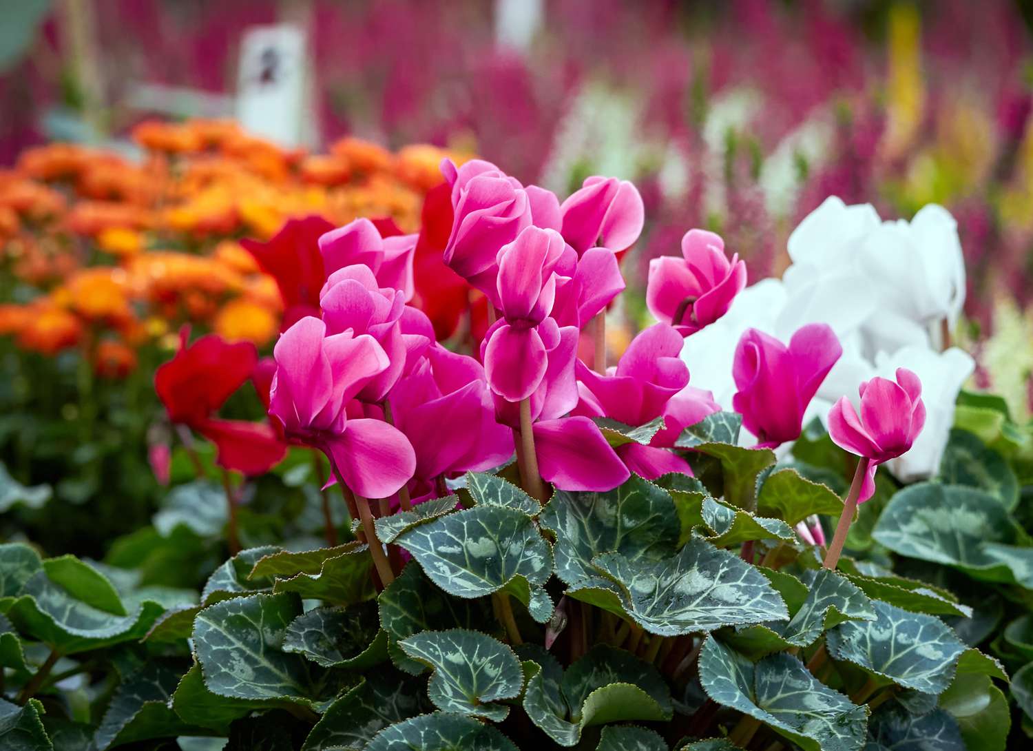 Seedling Wonders -Seedling Wonders houseplants that bloom in winter florist cyclamen getty 1223 57eb8f36b7e643a3ad40f180028f6a63